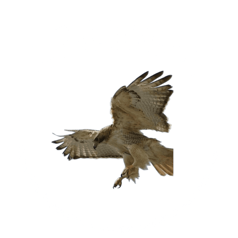 Logo der Firma Lacin41 mit wei&szlig;er Schrift und Falkenfoto